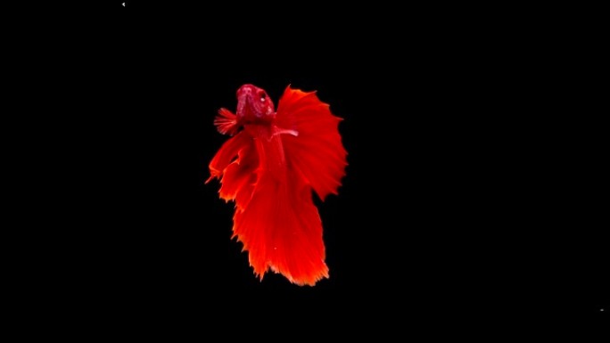 暹罗斗鱼 (Betta splendens) 的慢动作，众所周知的名字是Plakat Thai