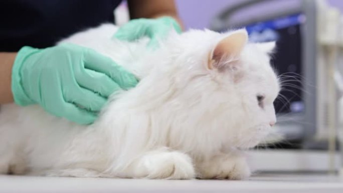 女性兽医在诊所检查猫