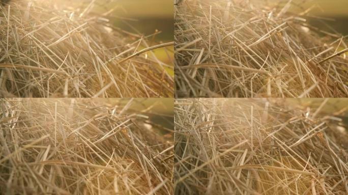干草草干草。收获的时间到了。堆积金色干草的特写镜头。