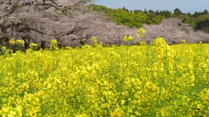 盛开的樱花和油菜花。日本宫崎县斋藤市的斋藤丸葬冢。