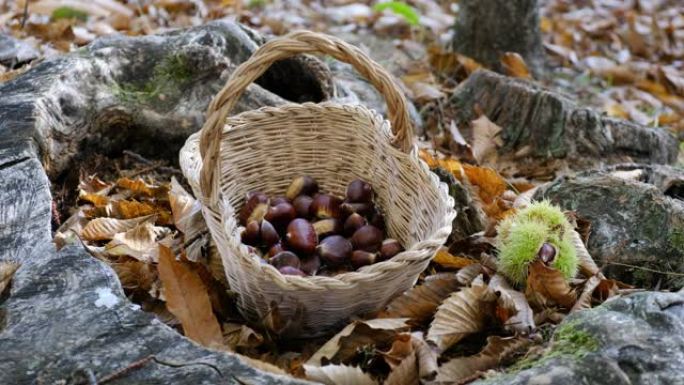 栗子背景-在秋天的树叶地上用篮子在森林里收获栗子