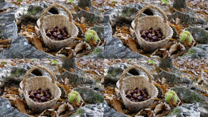 栗子背景-在秋天的树叶地上用篮子在森林里收获栗子