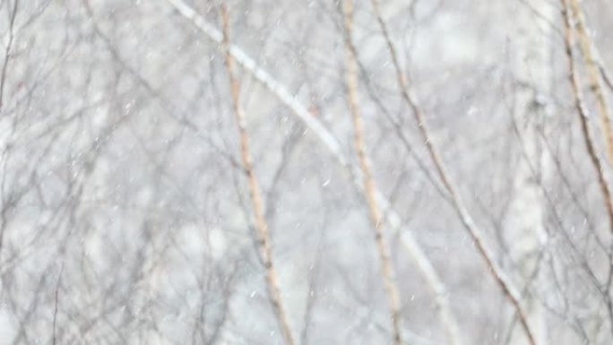 雪落在模糊的桦树背景上。慢动作视频