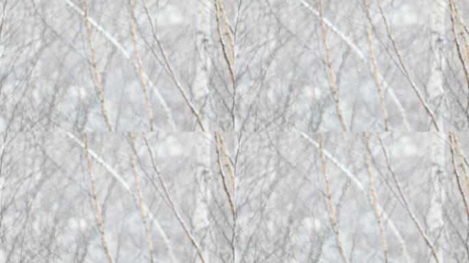 雪落在模糊的桦树背景上。慢动作视频