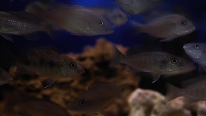 五颜六色的观赏鱼，非洲丽鱼科鱼，鱼缸中的马拉维孔雀。它是慈鲷科的一种非洲丽鱼科鱼类。