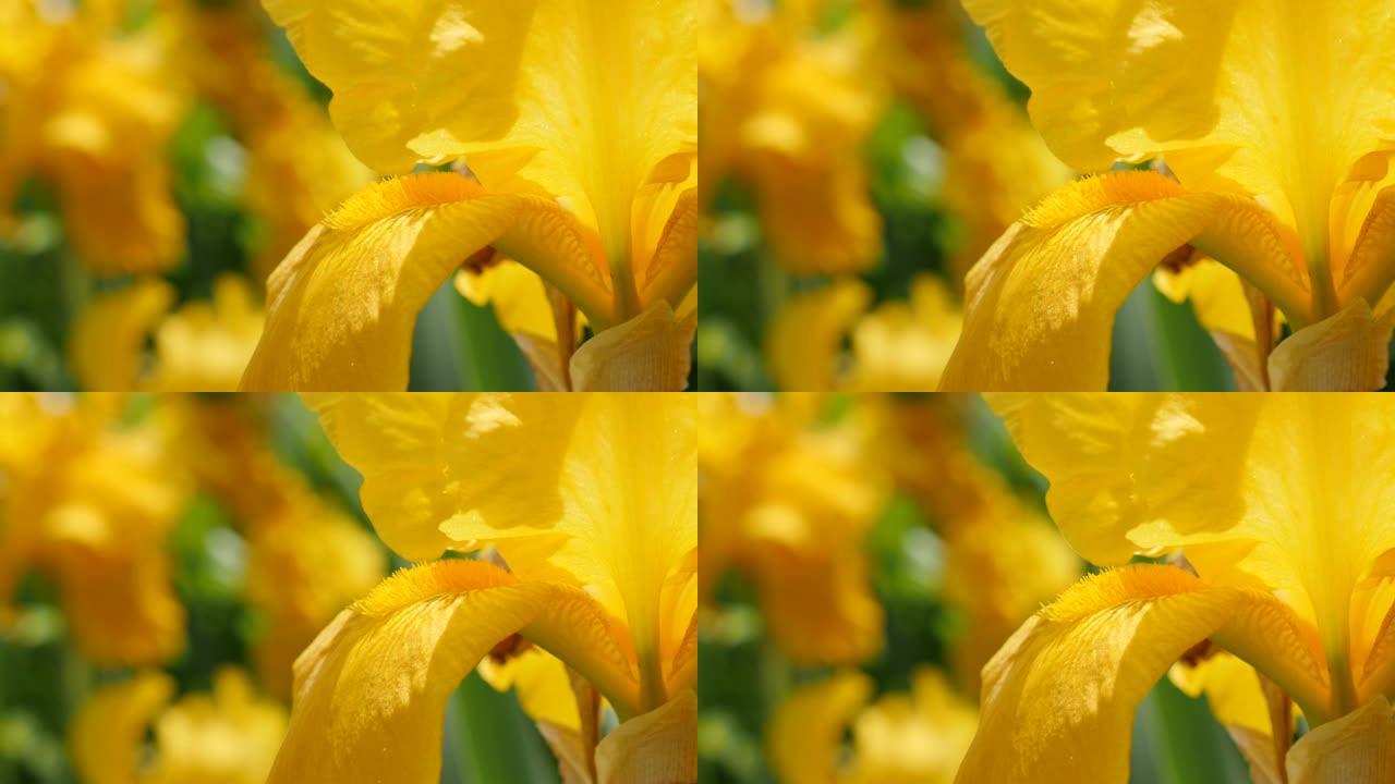 美丽的黄色鸢尾花细节在花园里4K