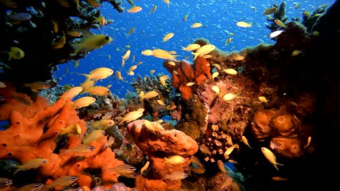 热带水下礁海鱼海底世界鱼缸海洋馆