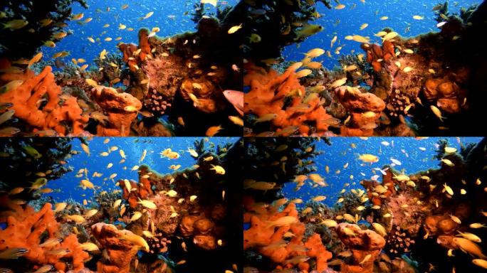 热带水下礁海鱼海底世界鱼缸海洋馆