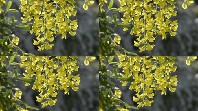 黄色盛开的相思树花