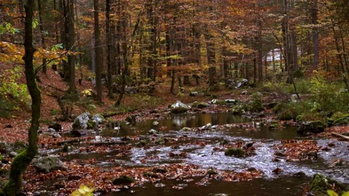 小森林溪流的流水与秋叶
