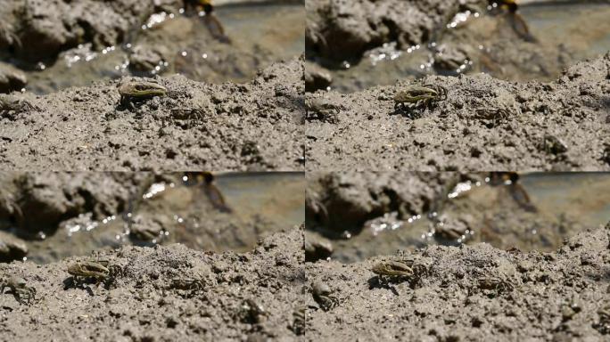 一群招潮蟹或鬼蟹在红树林中吃泥和粘土。动物生命与生态环境概念。
