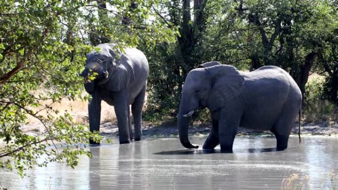 博茨瓦纳野生动物园野生动物莫雷米的非洲象