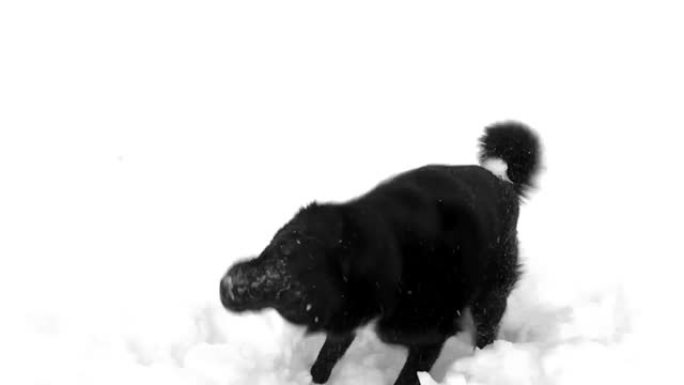 哈士奇狗在雪地里玩耍。