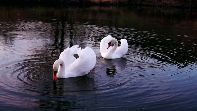 早晨，两只浪漫的白天鹅在近岸的湖上游泳。