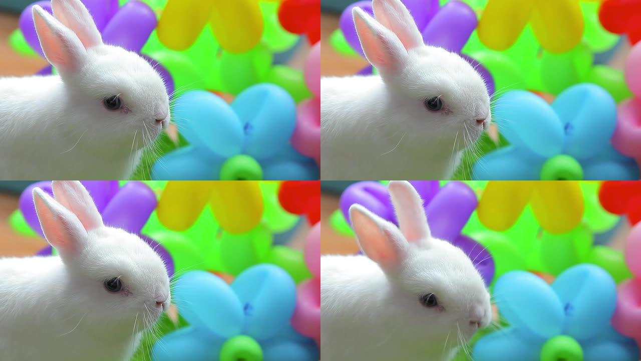 兔子气球背景的镜头