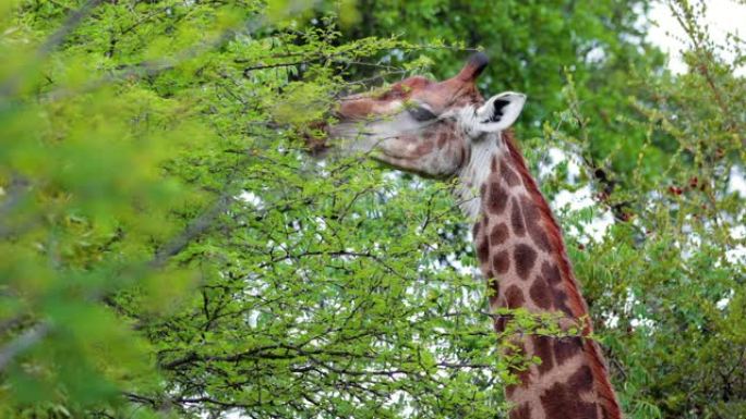 南非长颈鹿吃树叶的特写镜头-自然界中的动物概念