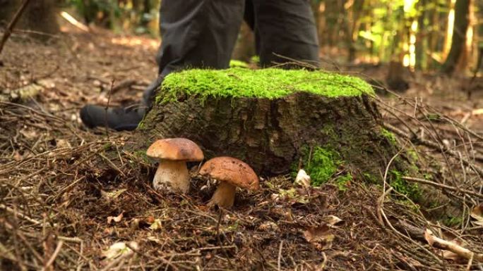 在森林中搜索蘑菇被砍伐的树菌类苔藓