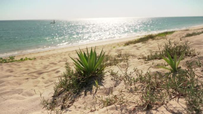 沙滩上生长着小小的龙舌兰灌木，背景是平静的海面上的阳光。马达加斯加阿纳卡奥典型的海滨风光