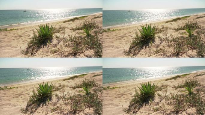 沙滩上生长着小小的龙舌兰灌木，背景是平静的海面上的阳光。马达加斯加阿纳卡奥典型的海滨风光