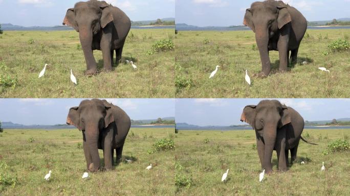 大象与白鹭一起吃草-四分之三视图
