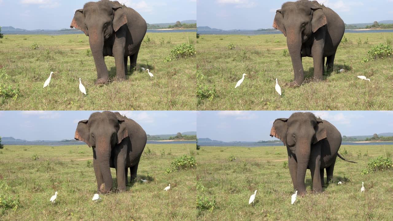 大象与白鹭一起吃草-四分之三视图