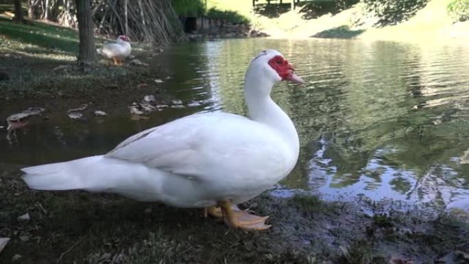 站在池塘边的鸭子