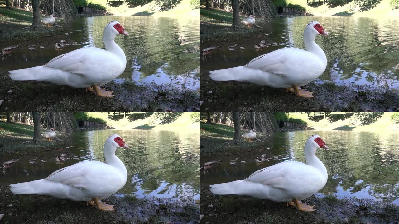 站在池塘边的鸭子