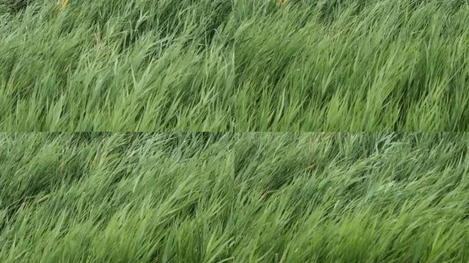 强风摇动并弯曲芦苇的绿色茎。自然背景风中的绿色芦苇 (4k-60fps)