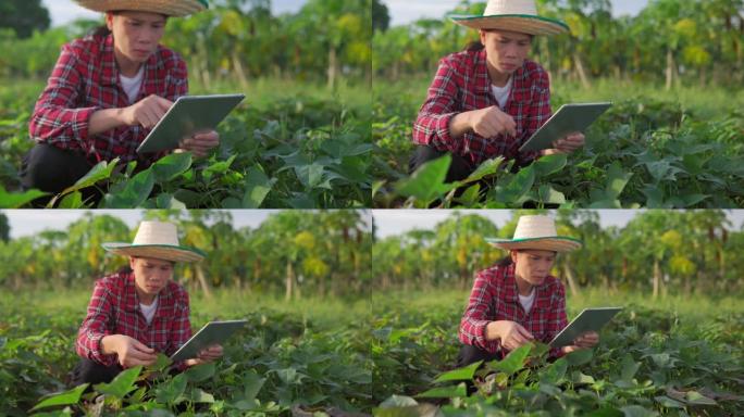 亚洲女农场主用数字平板电脑检查阳光明媚的树苗