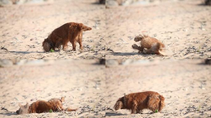 棕色小狗在沙滩上沉溺