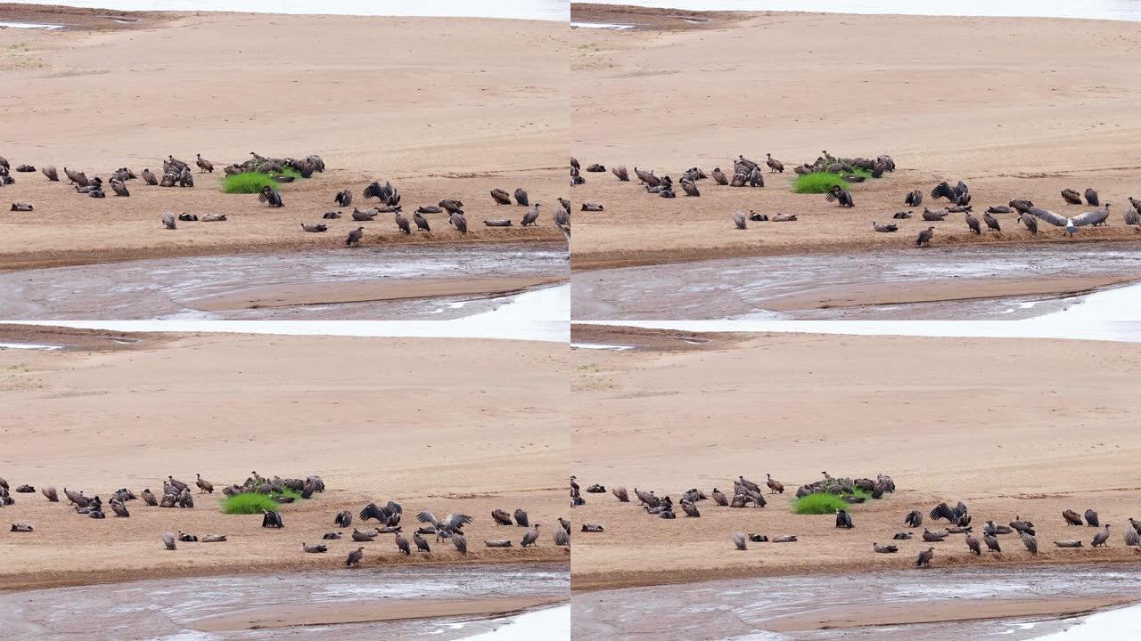 非洲南部海滩上的秃鹫。秃鹰在阳光下静止在水面附近 -- 自然界中的非洲鸟类概念 -- 非常适合野生动