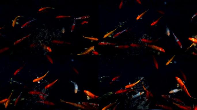 锦鲤鱼在水上花园游泳，花式鲤鱼，锦鲤鱼，锦鲤鱼在池塘游泳。孤立背景是黑色。花式鲤鱼或锦鲤鱼是红色，橙