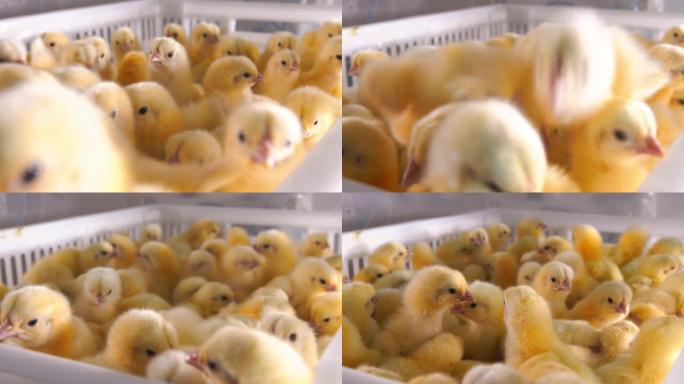 幼鸡的疫苗接种。将塑料容器中的鸡用特殊盒子中的疫苗溶液喷洒。养鸡场和幼鸡的疫苗接种。