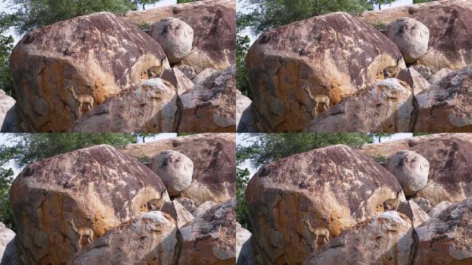 南非热带草原上的南方灰羚。美丽的南方灰羚站在岩石动物概念的自然