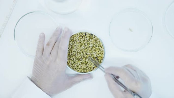 小麦实验室研究。使用镊子选择培养物。