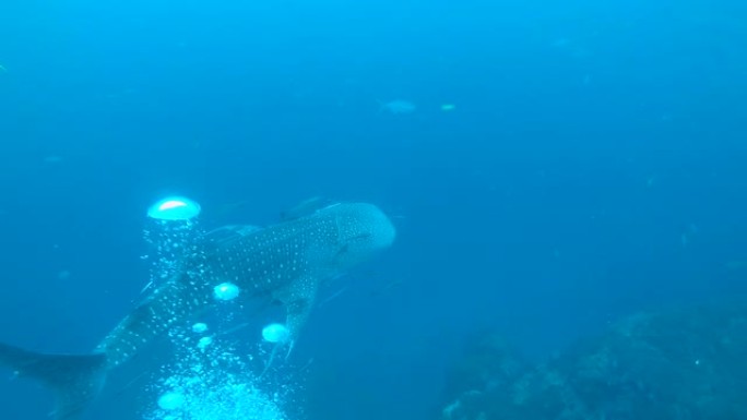 鲸鲨相遇，世界上最大的鲨鱼在蓝色的海洋中游泳。水肺潜水，深海生物，环境地球，纪录片，人类和野生生物，