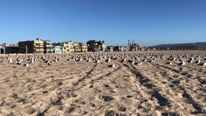 加利福尼亚曼哈顿海滩的海鸥