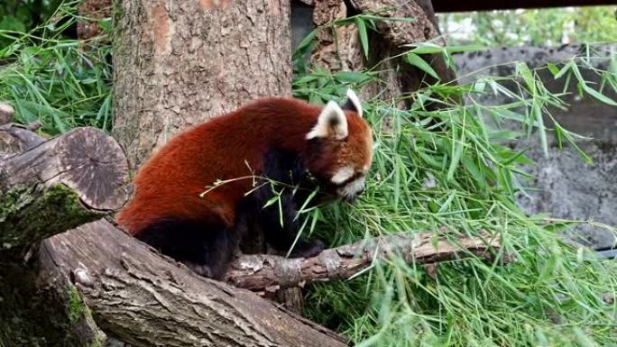 小熊猫，Ailurus fulgens，也称为小熊猫和红猫熊