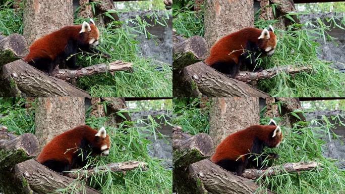 小熊猫，Ailurus fulgens，也称为小熊猫和红猫熊