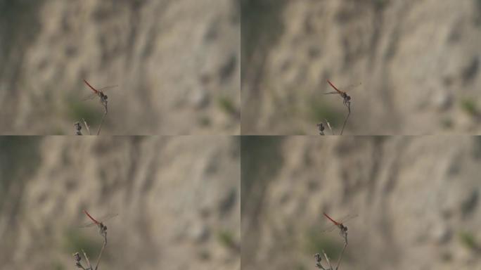 自然界蜻蜓的高清宏观视频