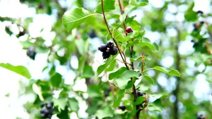 矮小的shadbush，chuckley pear或western juneberry是一种灌木，带