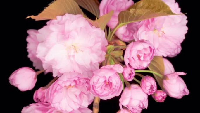 美丽开场的时光流逝粉色樱花花束