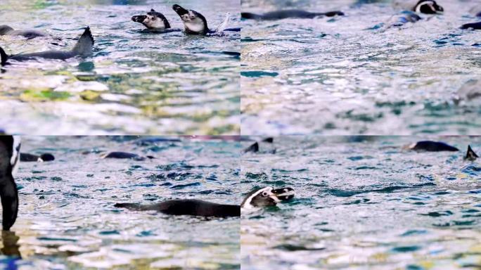 一群在水中游泳的企鹅