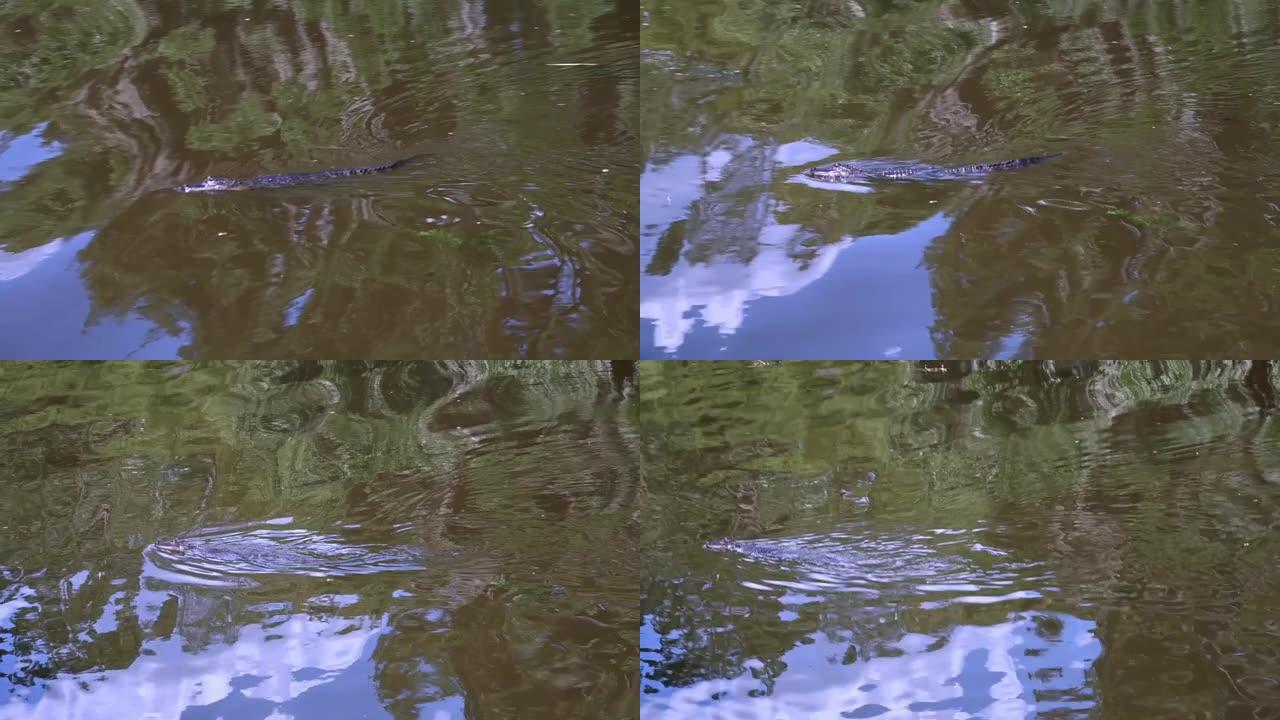 路易斯安那沼泽水中的鳄鱼