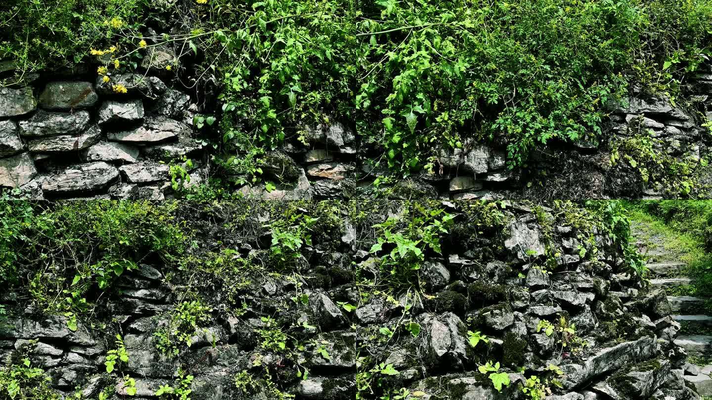 乡村长满绿色植物的石墙实拍视频