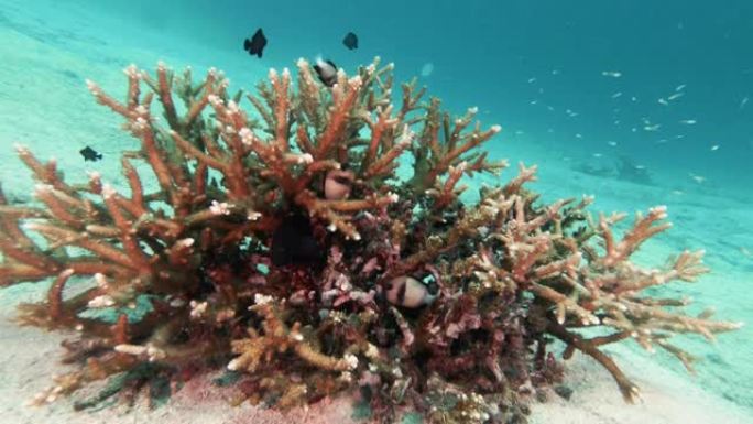 碳捕获系统健壮的鹿角珊瑚 (Acropora robusta) 污染印度雀鲷 (Dascyllus 