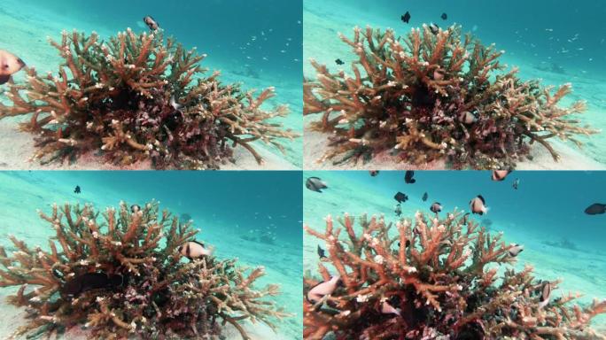 碳捕获系统健壮的鹿角珊瑚 (Acropora robusta) 污染印度雀鲷 (Dascyllus 