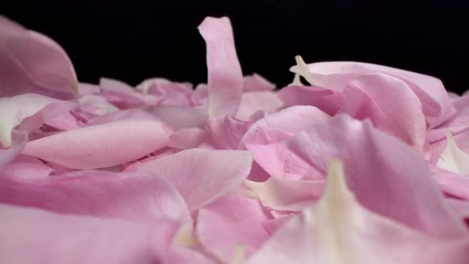 粉色玫瑰花瓣。玫瑰花瓣散落飘落