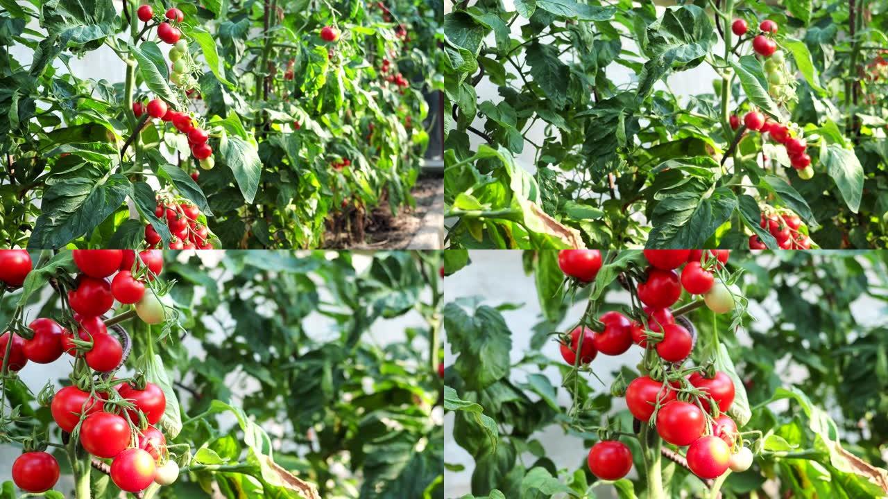 温室中新鲜成熟的红色西红柿4k视频