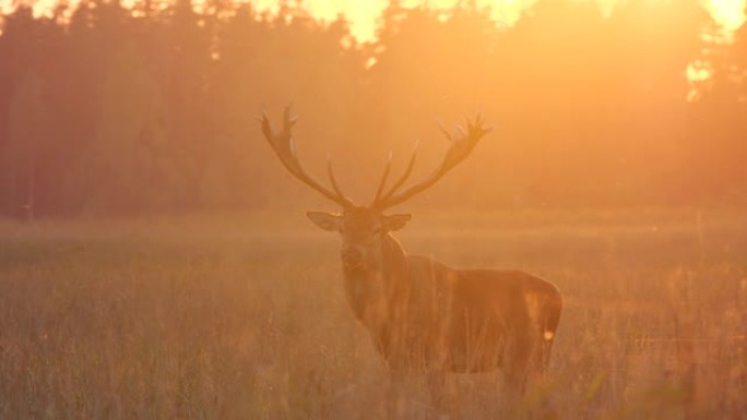 傍晚日落时咆哮的马鹿 (Cervus elaphus)